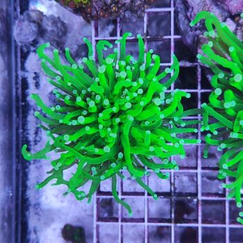 Euphyllia glabrescens N11