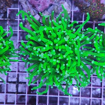 Euphyllia glabrescens N76