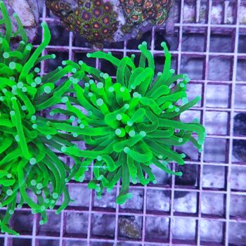 Euphyllia glabrescens N31