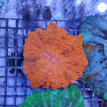 Acanthophyllia deshayesiana (29788)