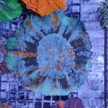 Acanthophyllia deshayesiana (29856)