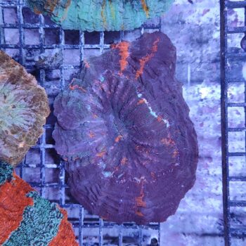 Acanthophyllia deshayesiana