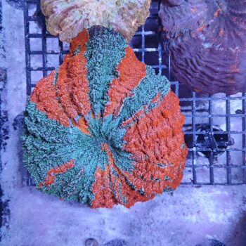 Acanthophyllia deshayesiana (41188)