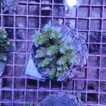 Acropora M45 (47138)