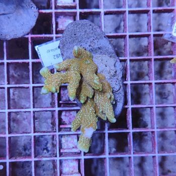 Montipora digitata N82 (46812)