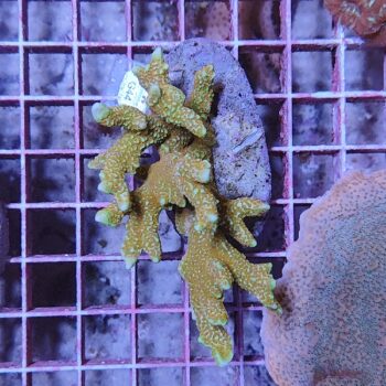 Montipora digitata G44 (46812)