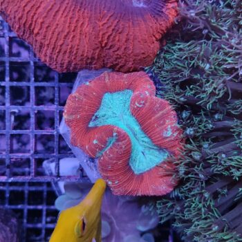 Trachyphyllia geoffroyi N66 (48405)