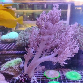 Litophyton arboreum M49 (47230)