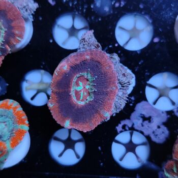 Acanthastrea lordhowensis 2