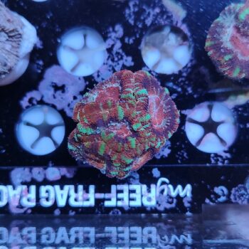 Acanthastrea lordhowensis 13