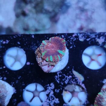 Acanthastrea lordhowensis 11