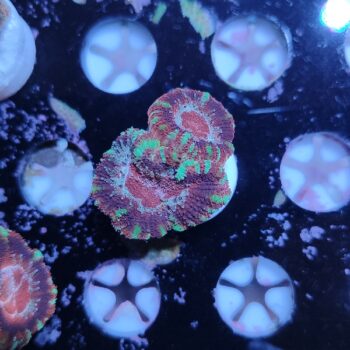 Acanthastrea lordhowensis 5