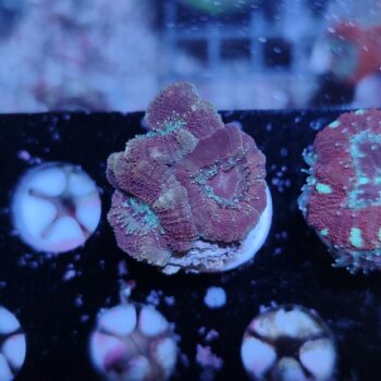 Acanthastrea lordhowensis 42