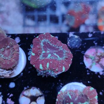 Acanthastrea lordhowensis 46