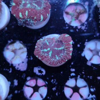 Acanthastrea lordhowensis 8