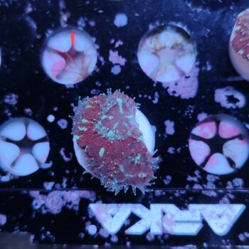 Acanthastrea lordhowensis 24