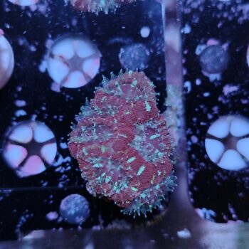 Acanthastrea lordhowensis 12