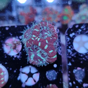 Acanthastrea lordhowensis 50