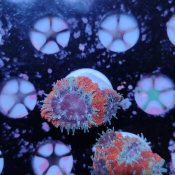 Acanthastrea lordhowensis 12