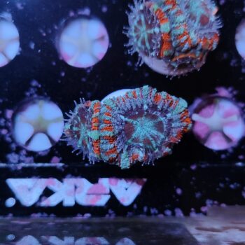 Acanthastrea lordhowensis 16