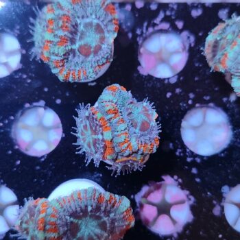 Acanthastrea lordhowensis 32