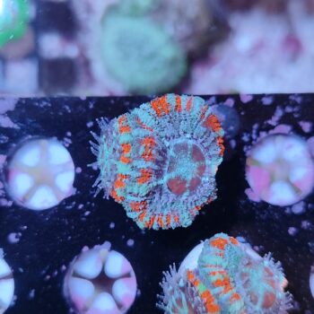 Acanthastrea lordhowensis 19