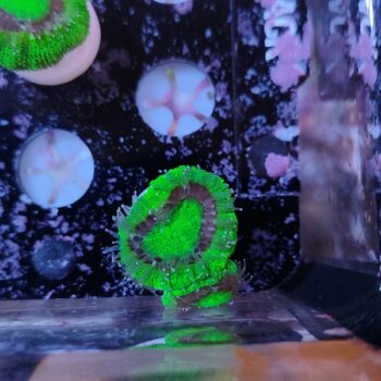 Acanthastrea lordhowensis 21