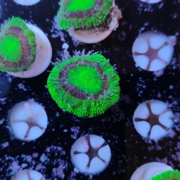 Acanthastrea lordhowensis 22