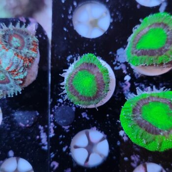 Acanthastrea lordhowensis 23