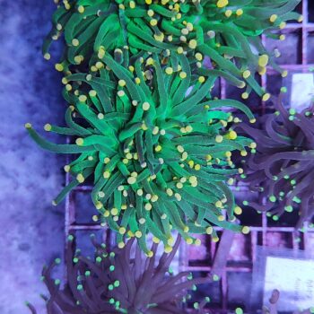 Euphyllia glabrescens A79