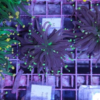 Euphyllia glabrescens M31