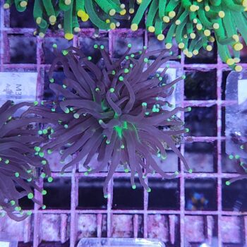 Euphyllia glabrescens A2