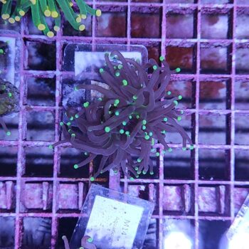 Euphyllia glabrescens A16