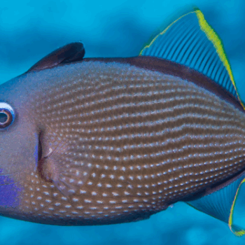 Xanthichthys auromarginatus- Blue Throat Triggerfish