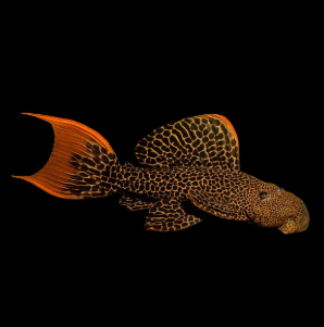 Pseudacanthicus L600  - Leopard Cactus Pleco 6-8cm