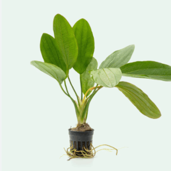 Stoffels Echinodorus 'Osiris' Rubra (Topf)