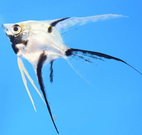 Pterophyllum Scalare- Veiltail Black and White Angelfish 4cm
