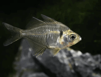 Parambassis ranga -Color Glass Fish M