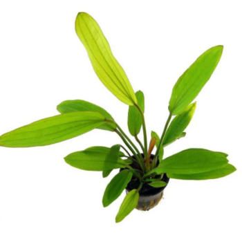 Stoffels Echinodorus 'Rose' MP