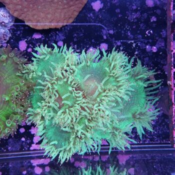 Catalaphyllia F06 (46886)