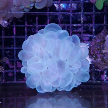 Plerogyra sinuosa A40 (46836)