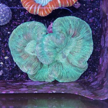 Trachyphyllia geoffroyi green (46918)