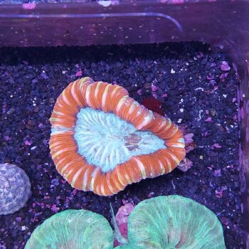 Trachyphyllia geoffroyi red (46925)