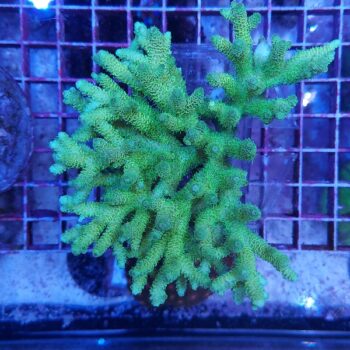 Acropora millepora