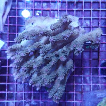Acropora D76 (46837)