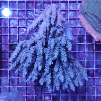 Acropora A560 (46837)