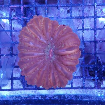 Cynarina metallic red 2 (41518)