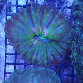 Cynarina green 1 (37171)