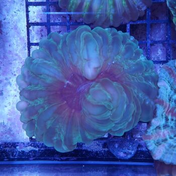 Cynarina green 2 (37171)