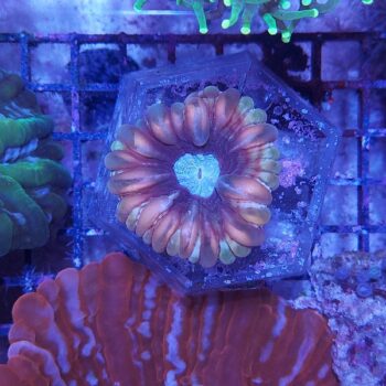 Cynarina bicolor (37192)